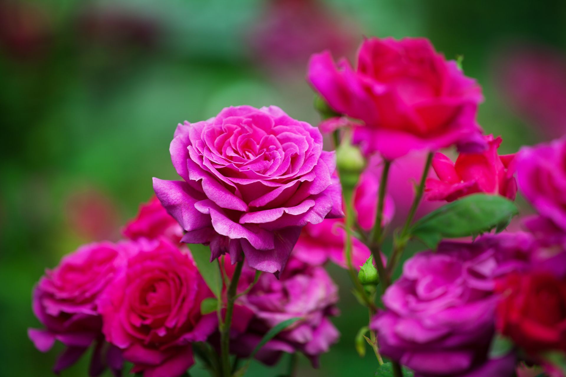 A bunch of pink roses are growing in a garden.