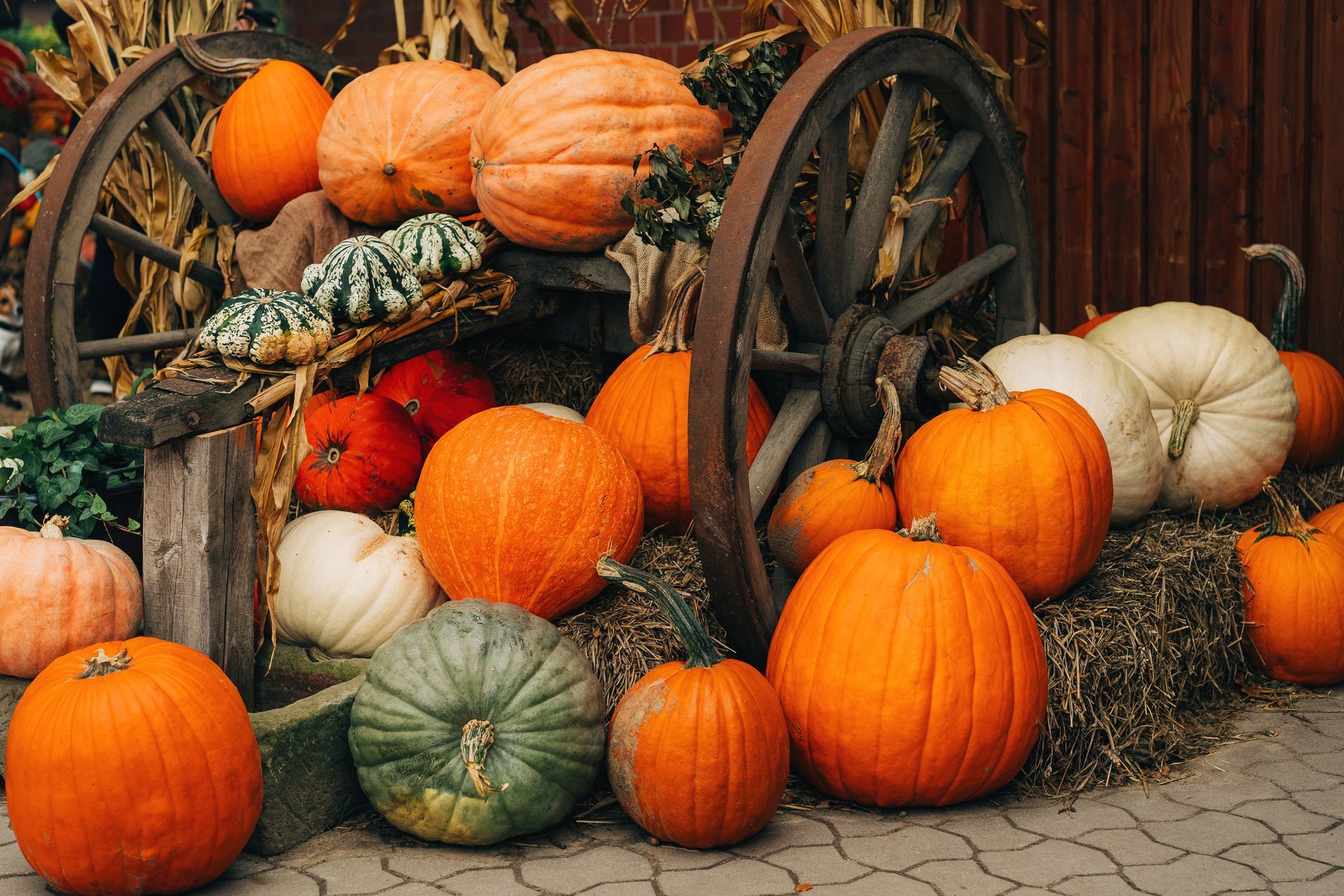 A bunch of pumpkins are sitting next to a wagon wheel.