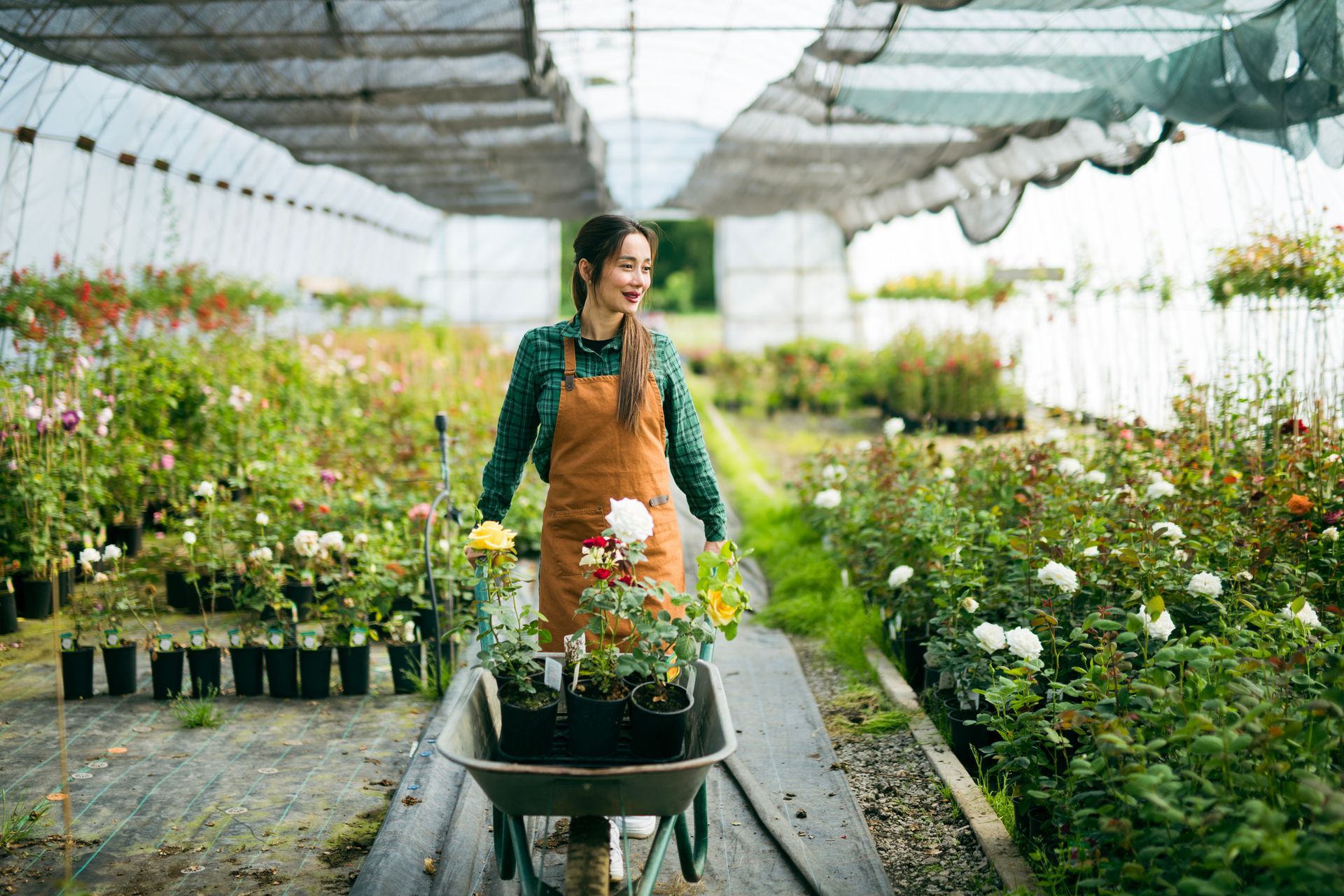 A florist using a garden cart to move plants in a nursery. A florist using a garden cart to move plants in a nursery.