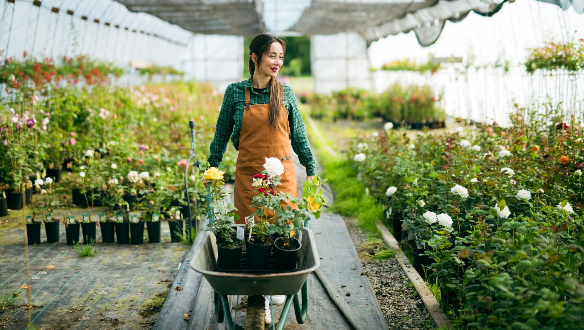 A florist using a garden cart to move plants in a nursery. A florist using a garden cart to move plants in a nursery.