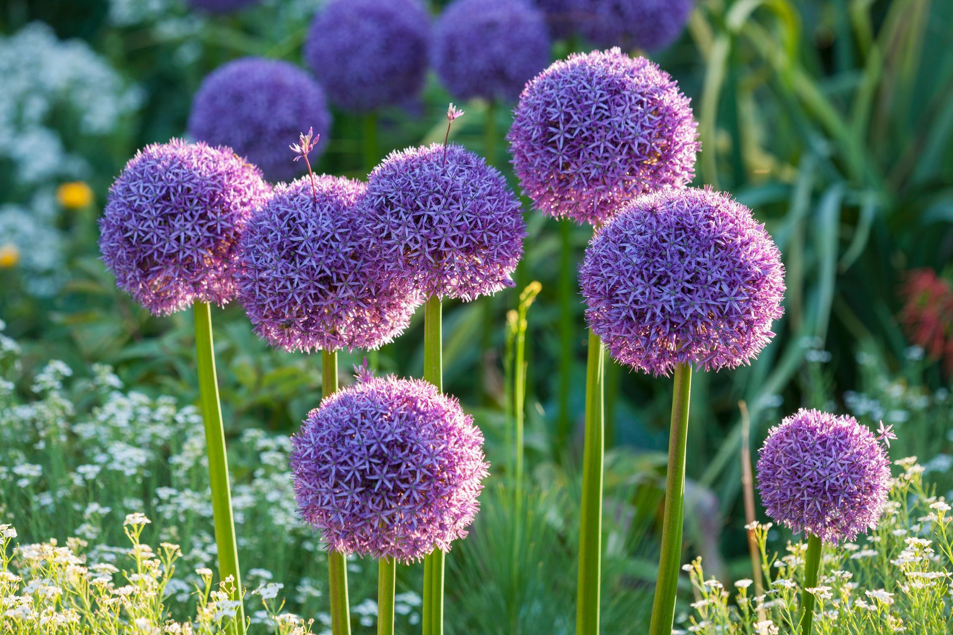 A bunch of purple flowers are growing in a garden