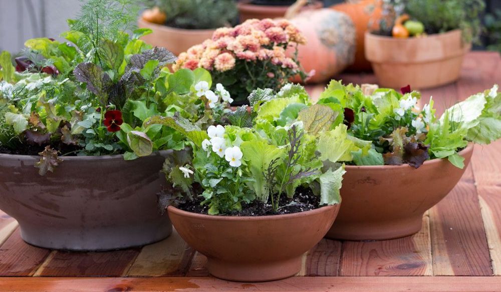 herb bowls
