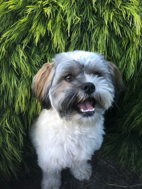 luca in the garden