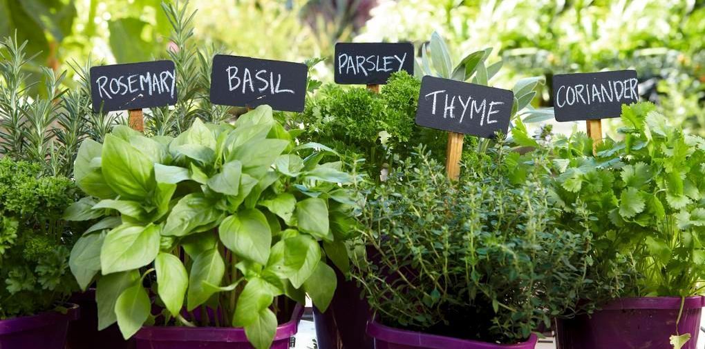 maxi pot herbs