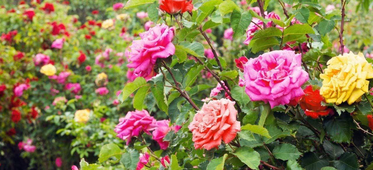 rose garden