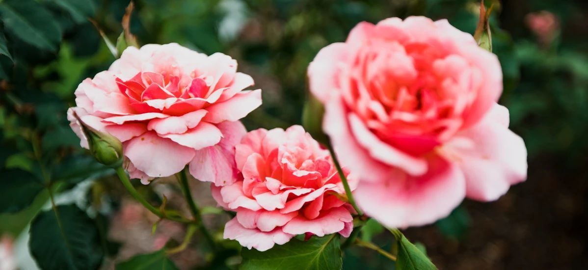 david austin roses