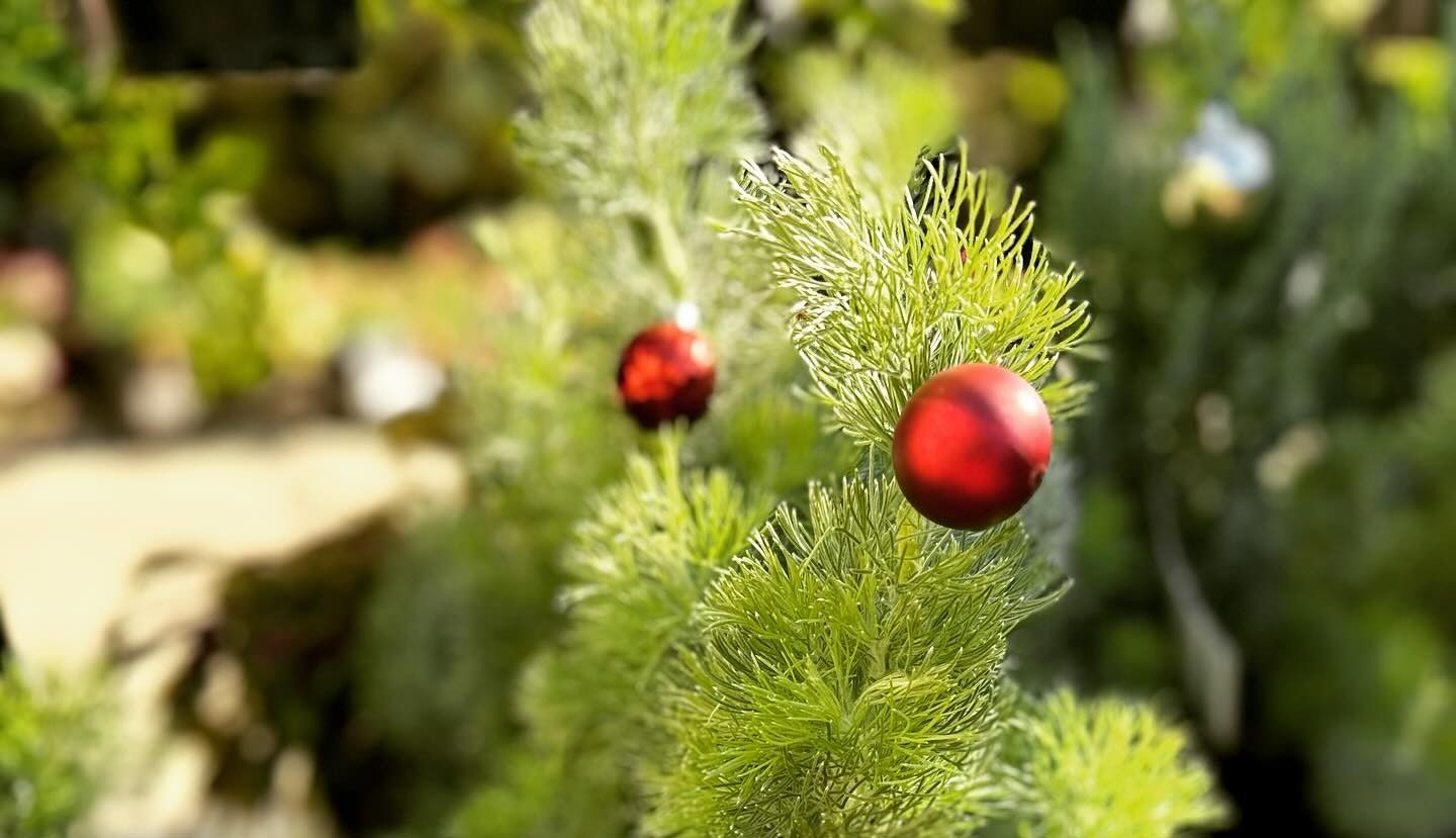 adenanthos tree xmas