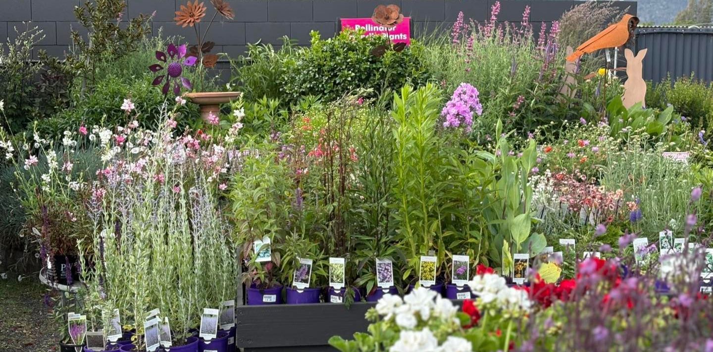 perennials plants at Stonemans garden centre