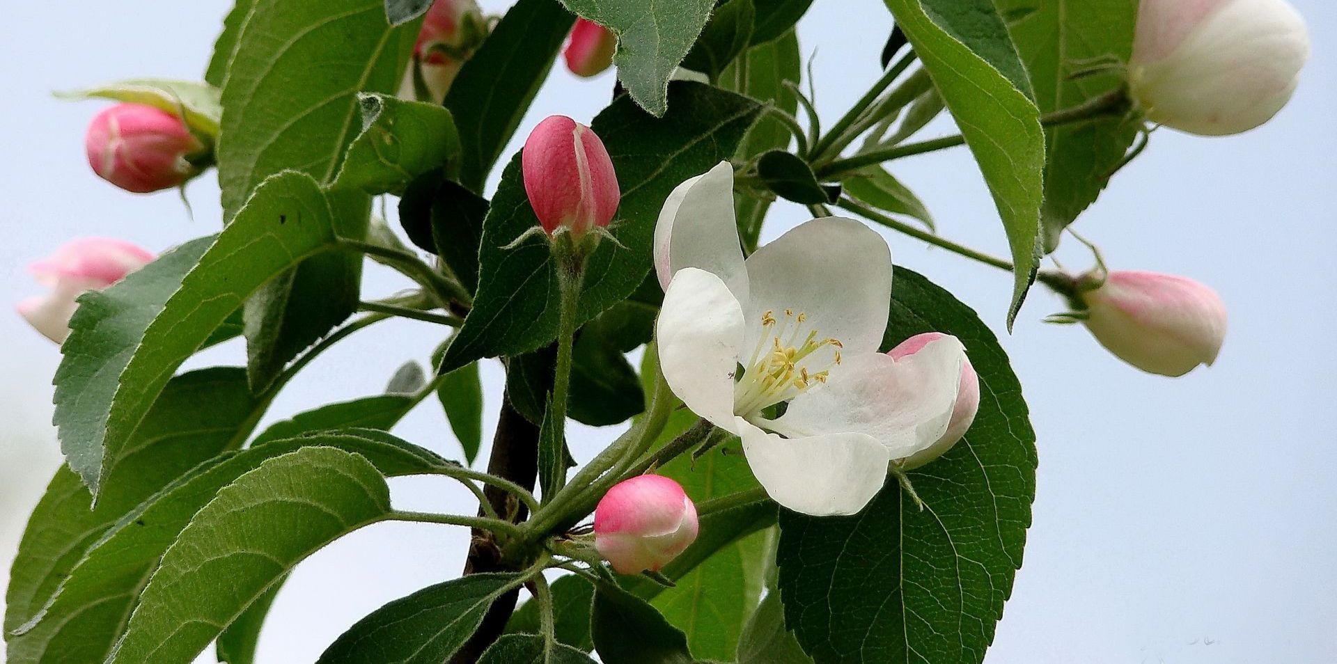 apple blossom