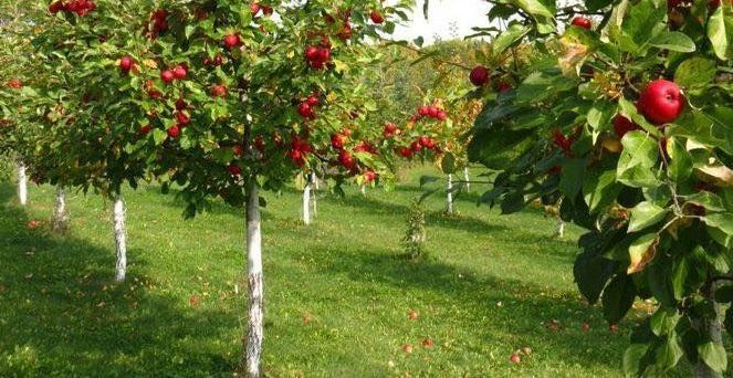 red apples on tree