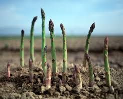 growing asparagus