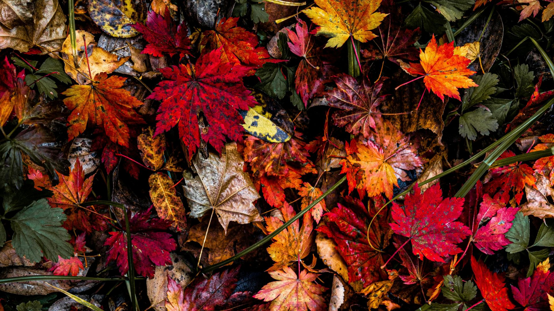 autumn leaves