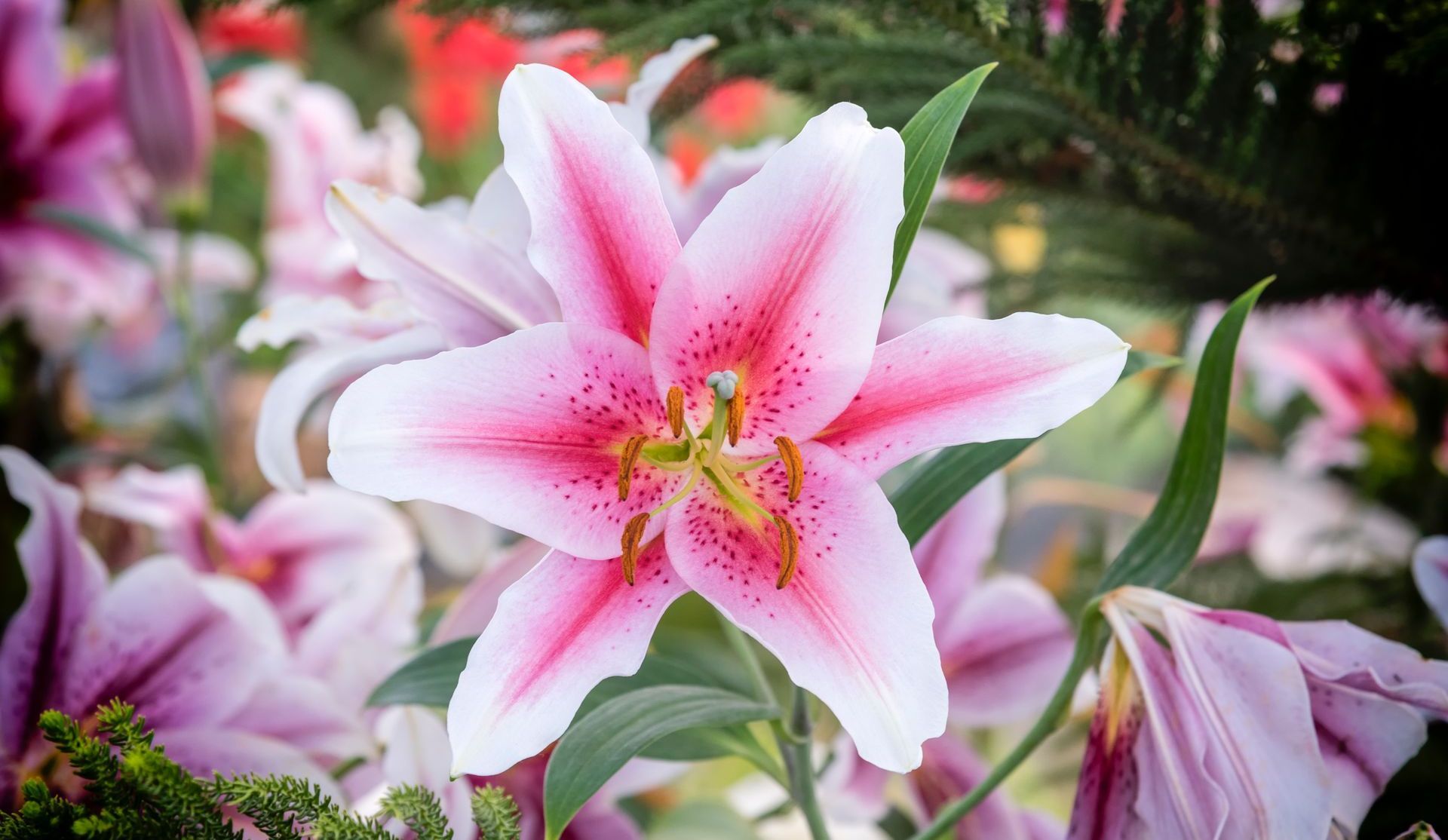 pink lily
