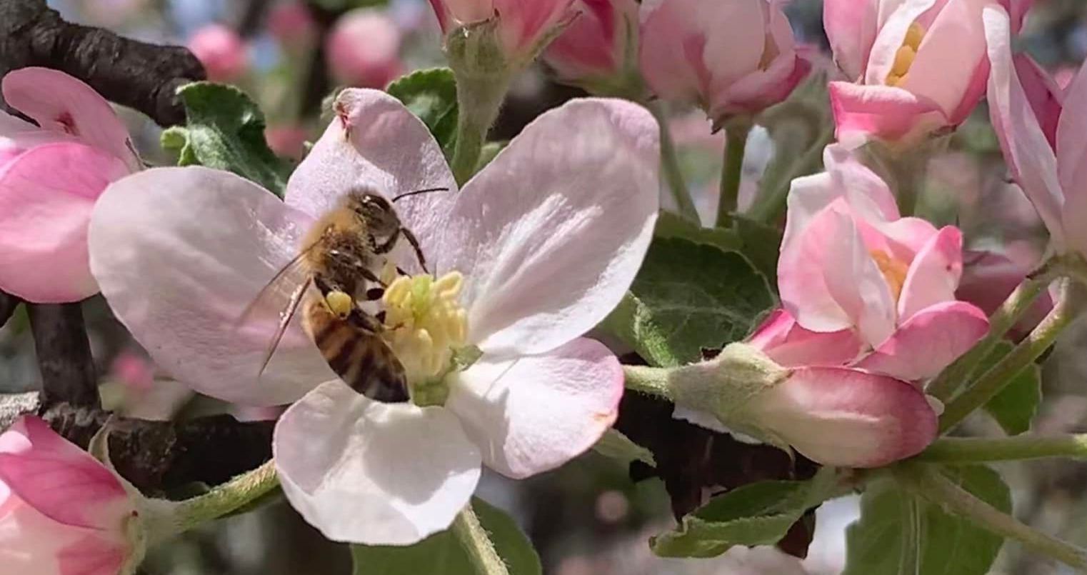 bee in apple blossom