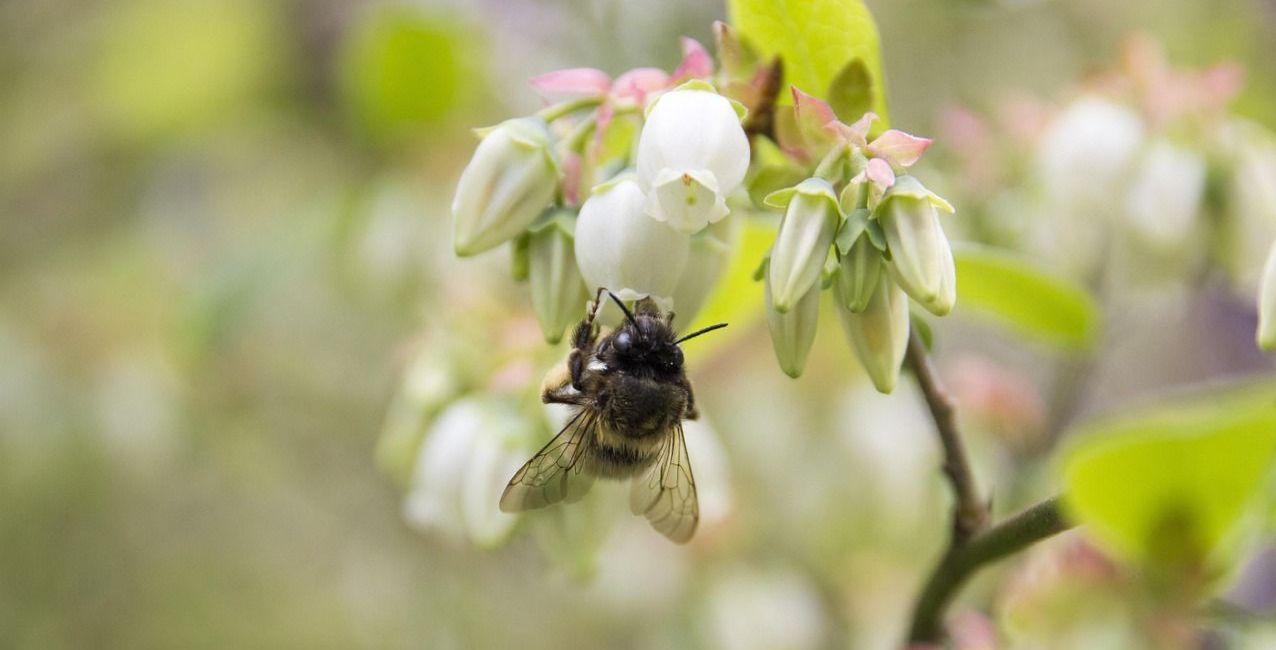 bee on blueberry plant