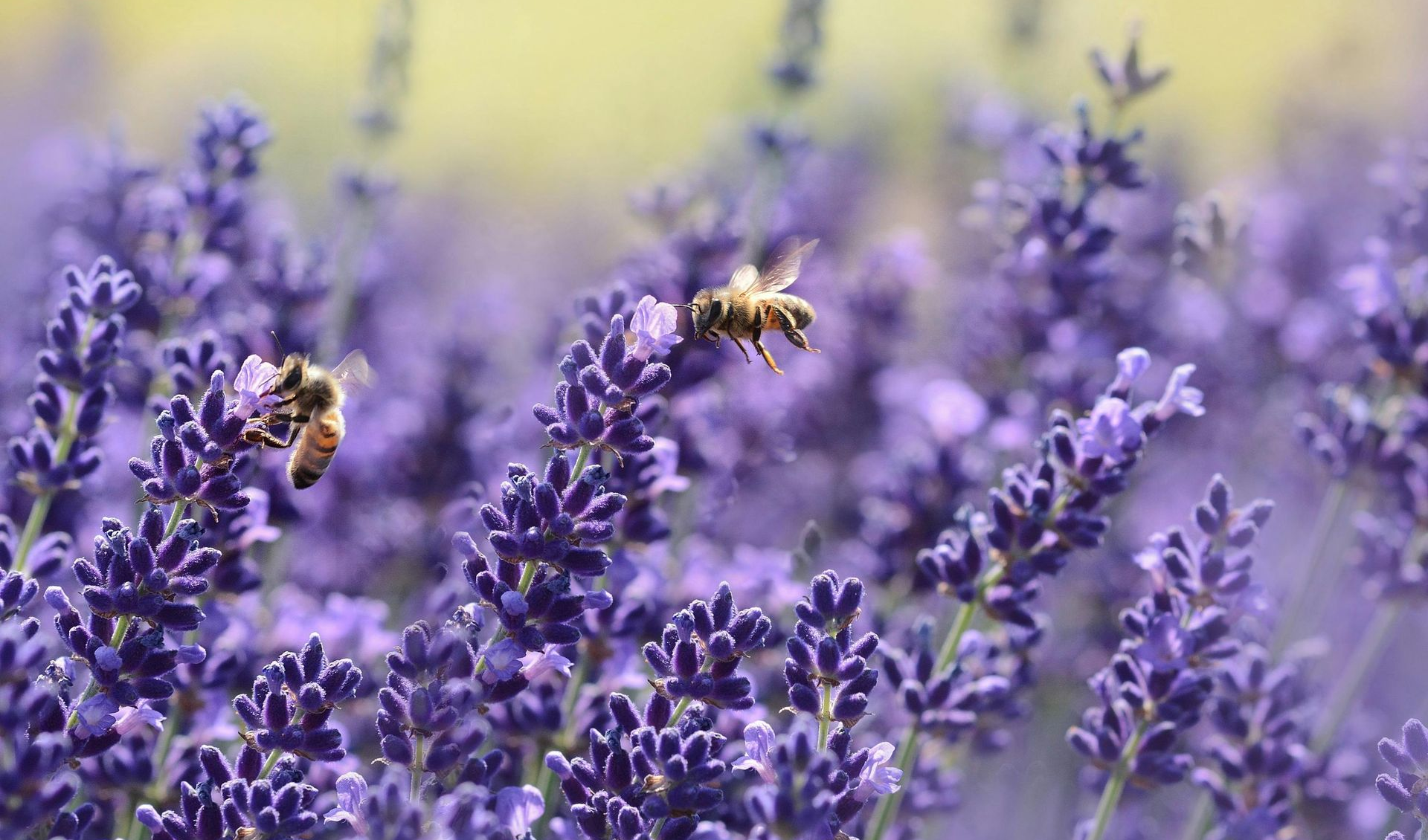 bees on lavender flowers