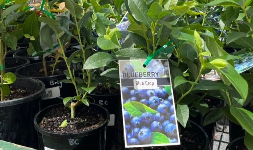 blue crop blueberry at stonemans