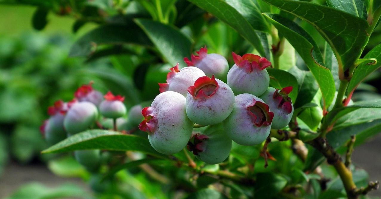 blueberries young