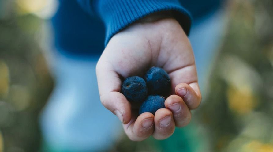 handful of blueberries