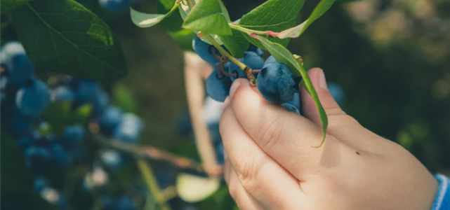 picking blueberries