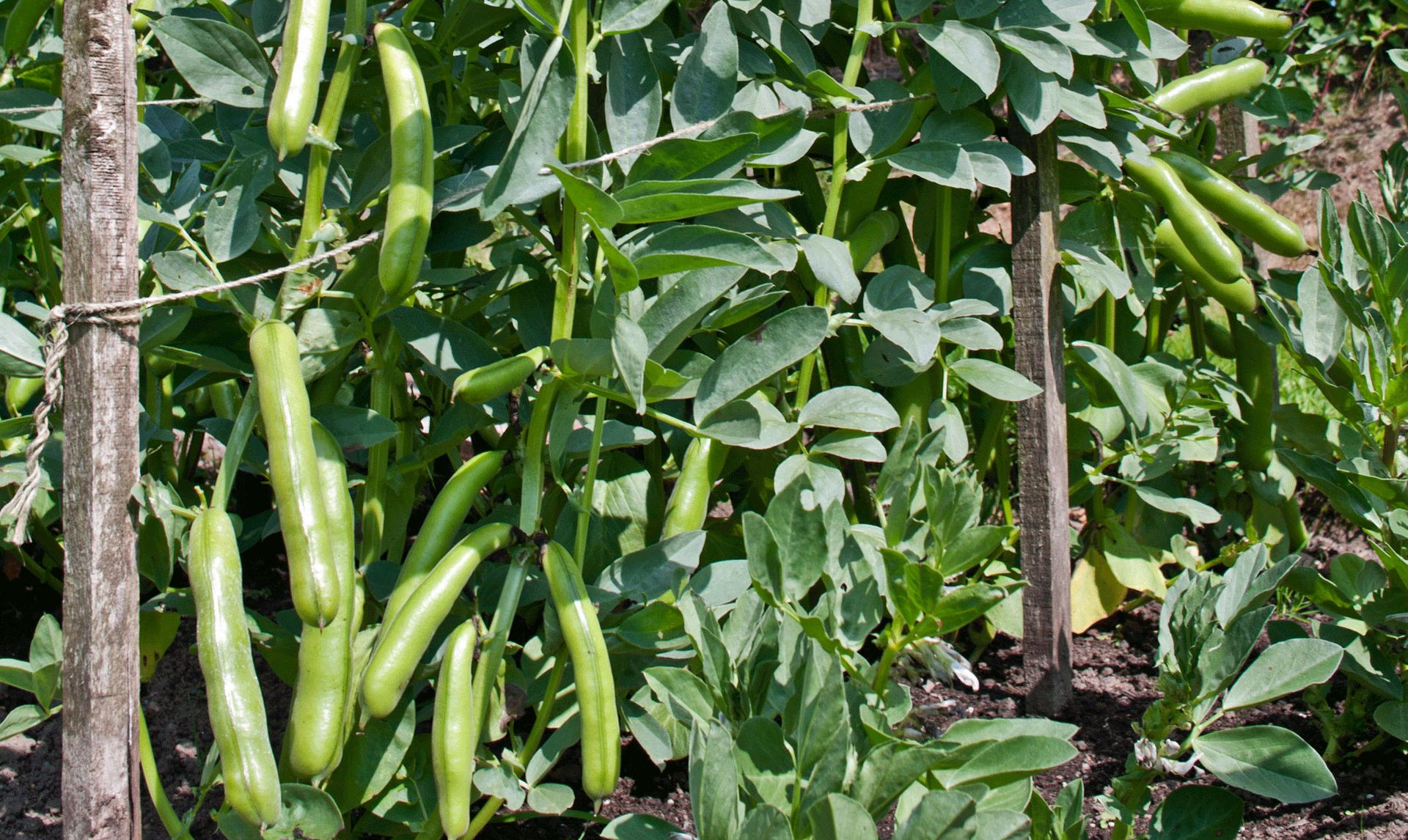 broad beans growing