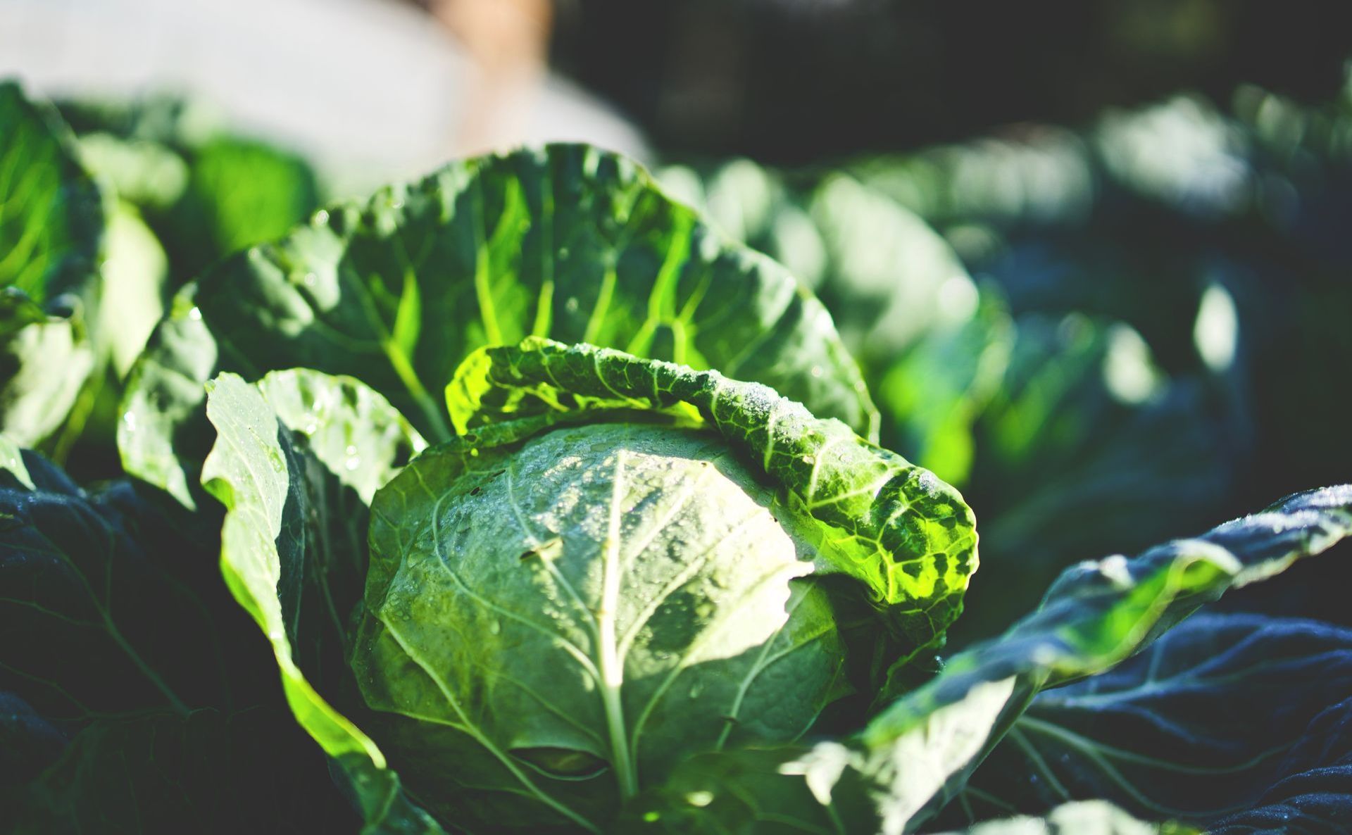 cabbage in winter sunlight