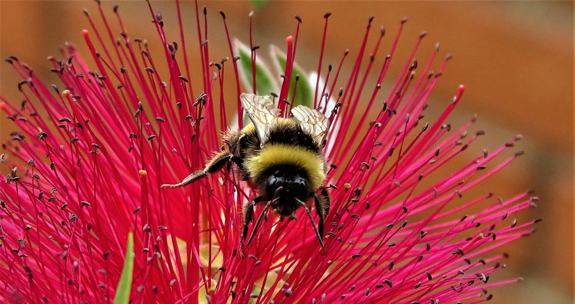 bee on callistemon