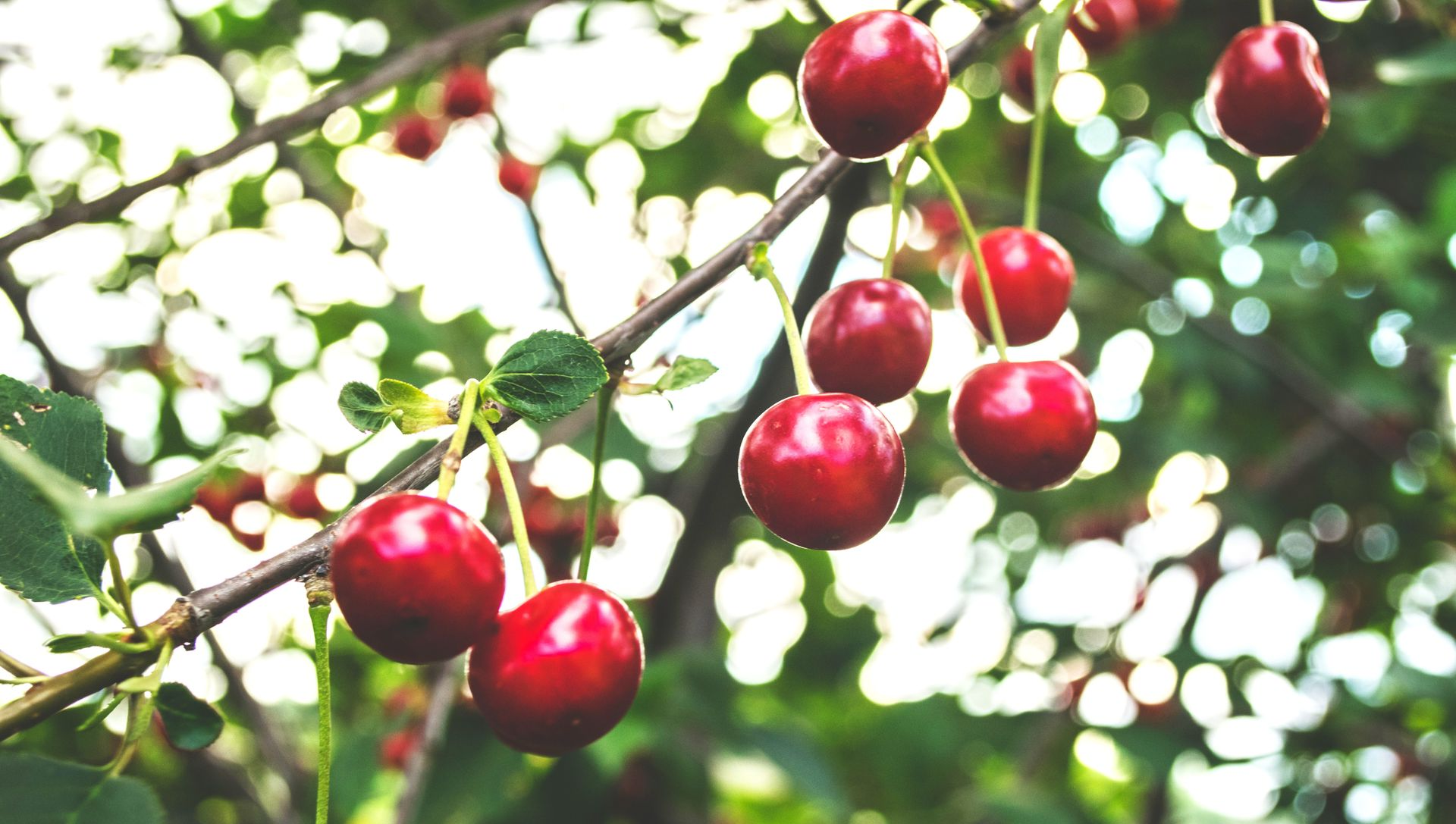 cherries on branch