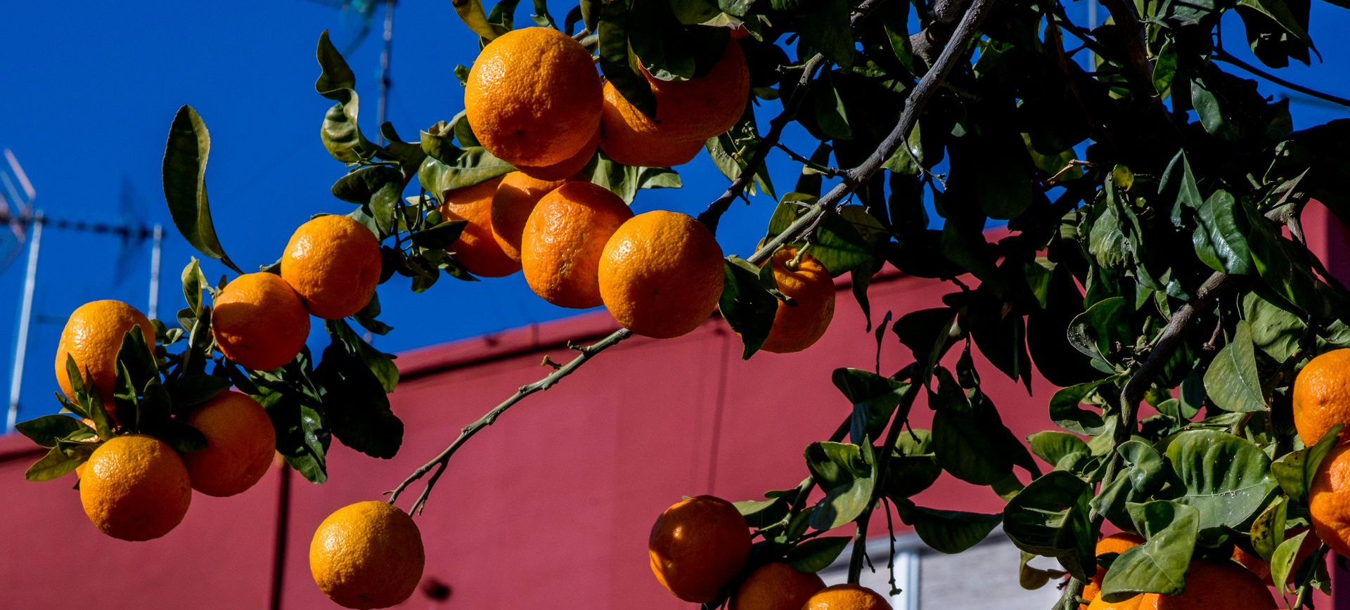 orange tree