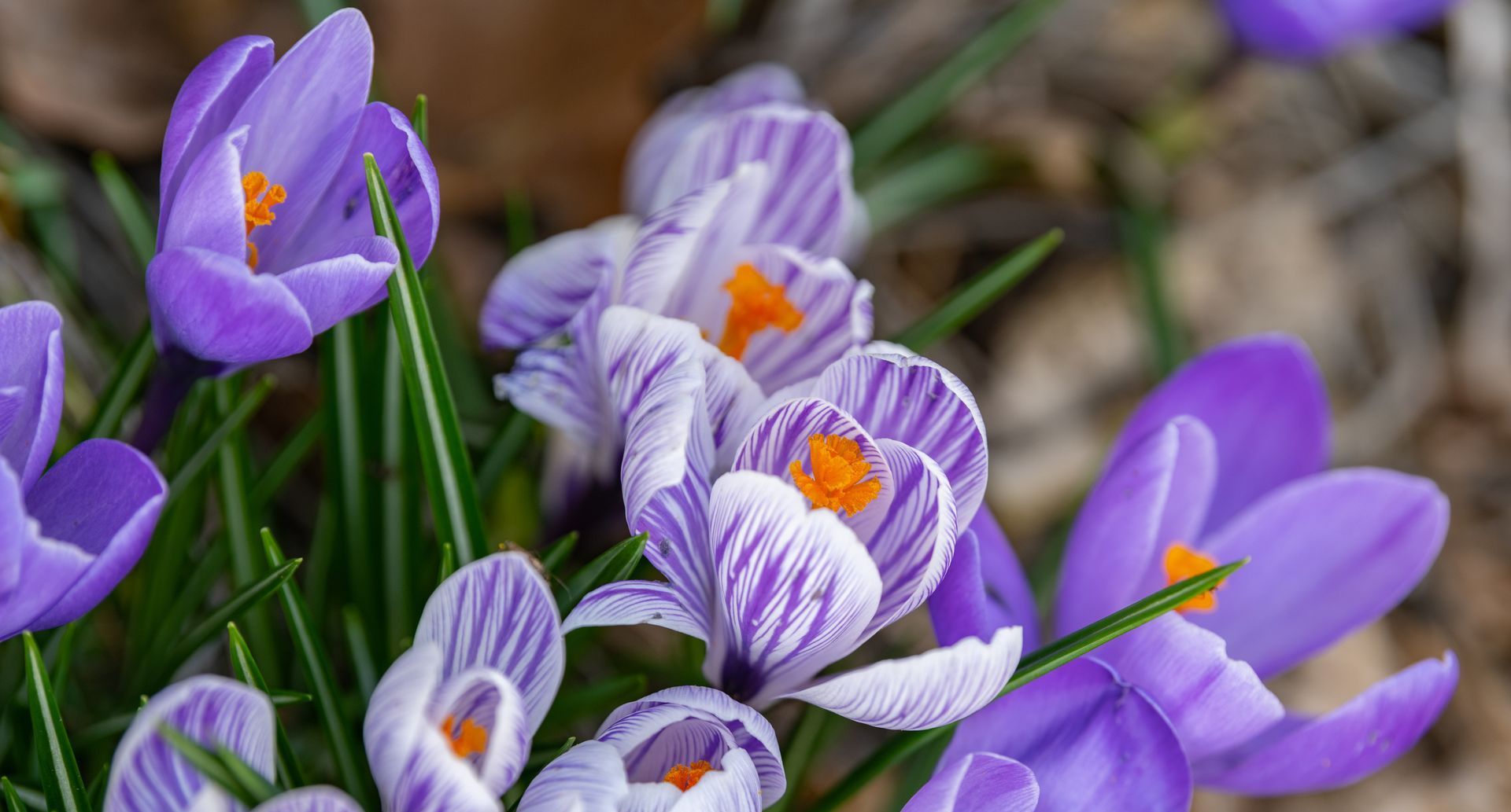 crocus bulbs
