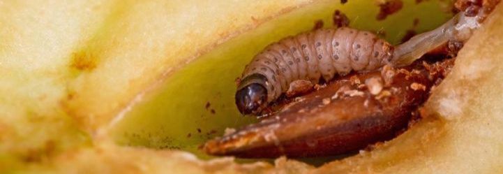 codling moth