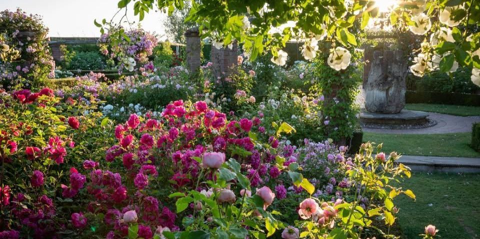 david austin roses fb