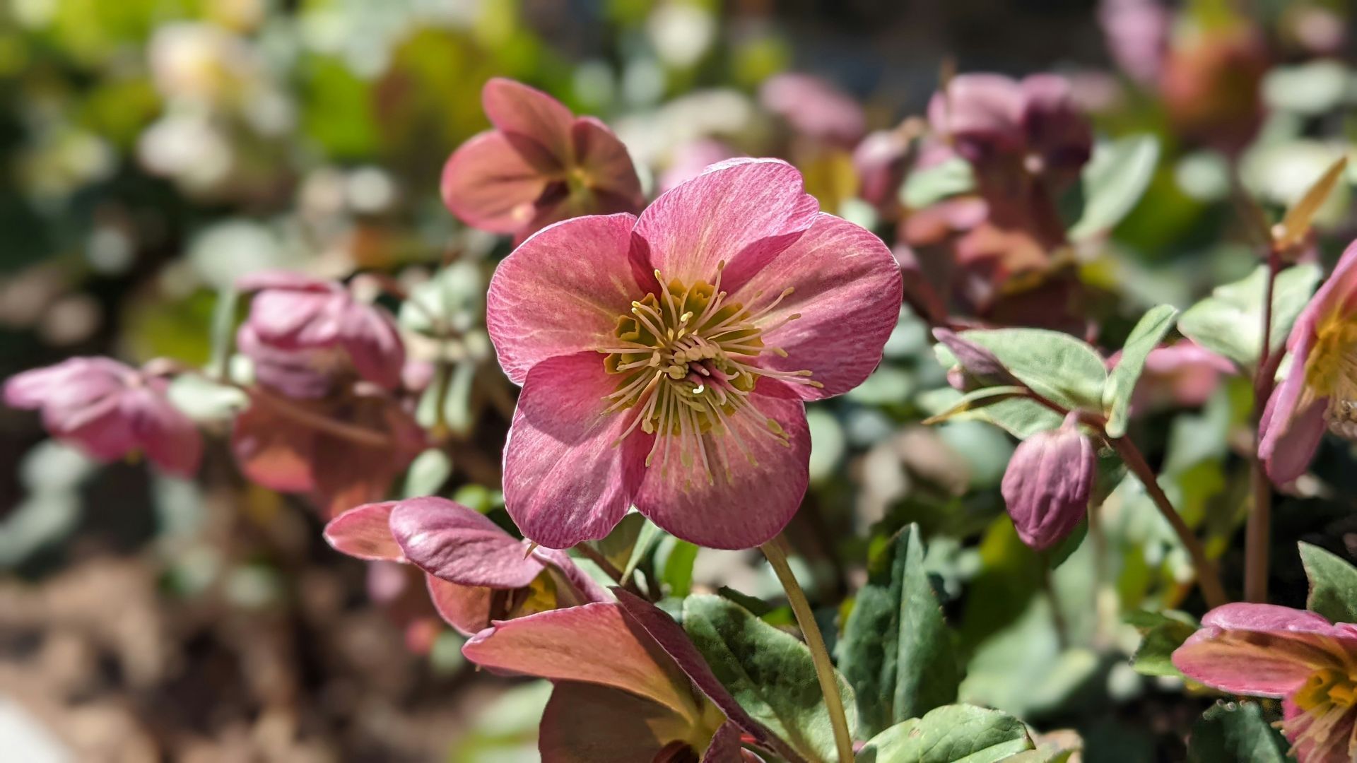 Hellebore flowers