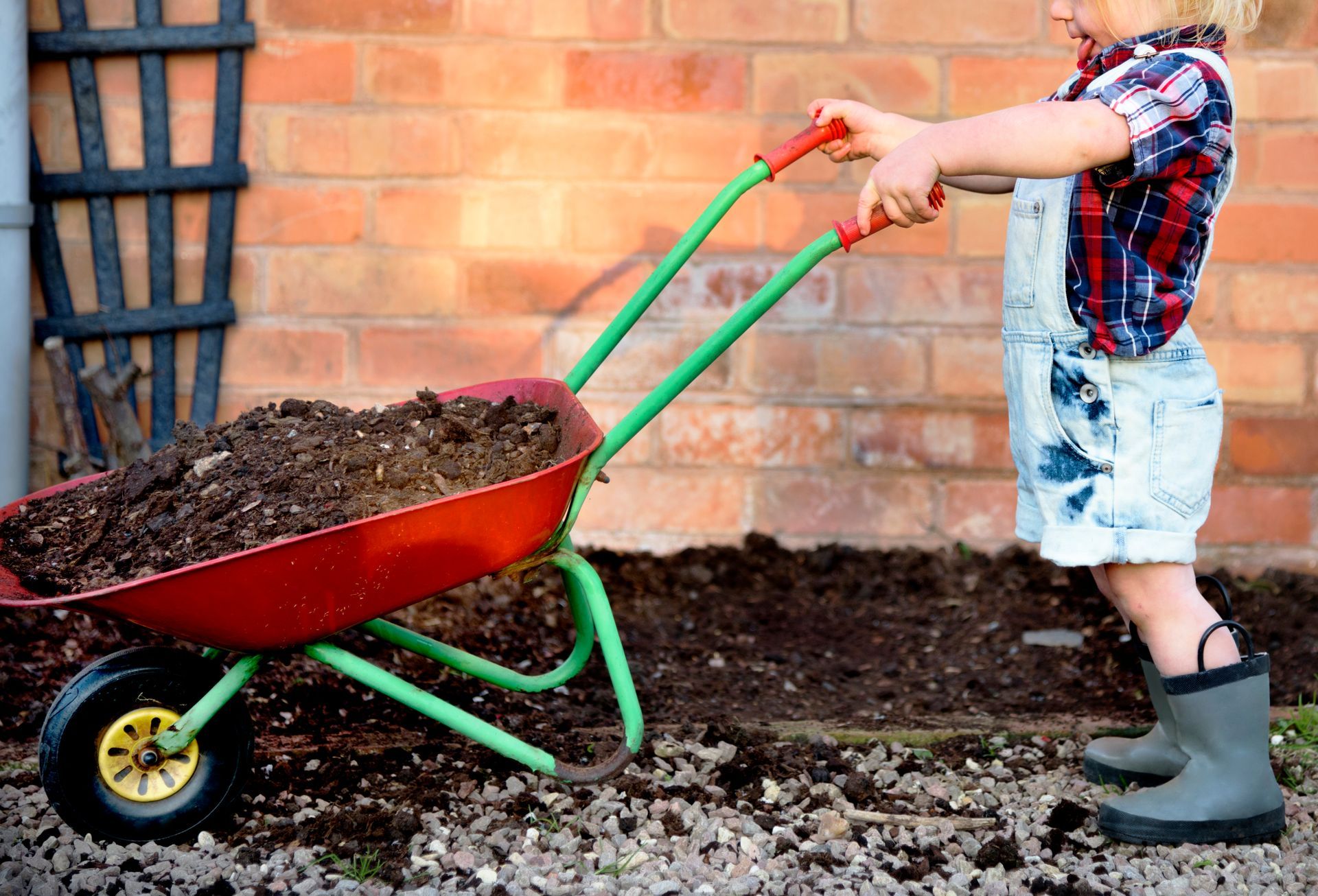 planting brassica seedling