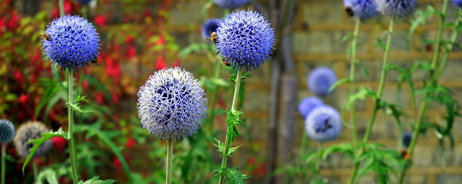 globe thistles