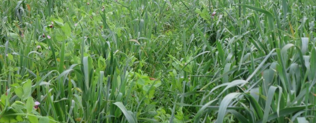green manure crop
