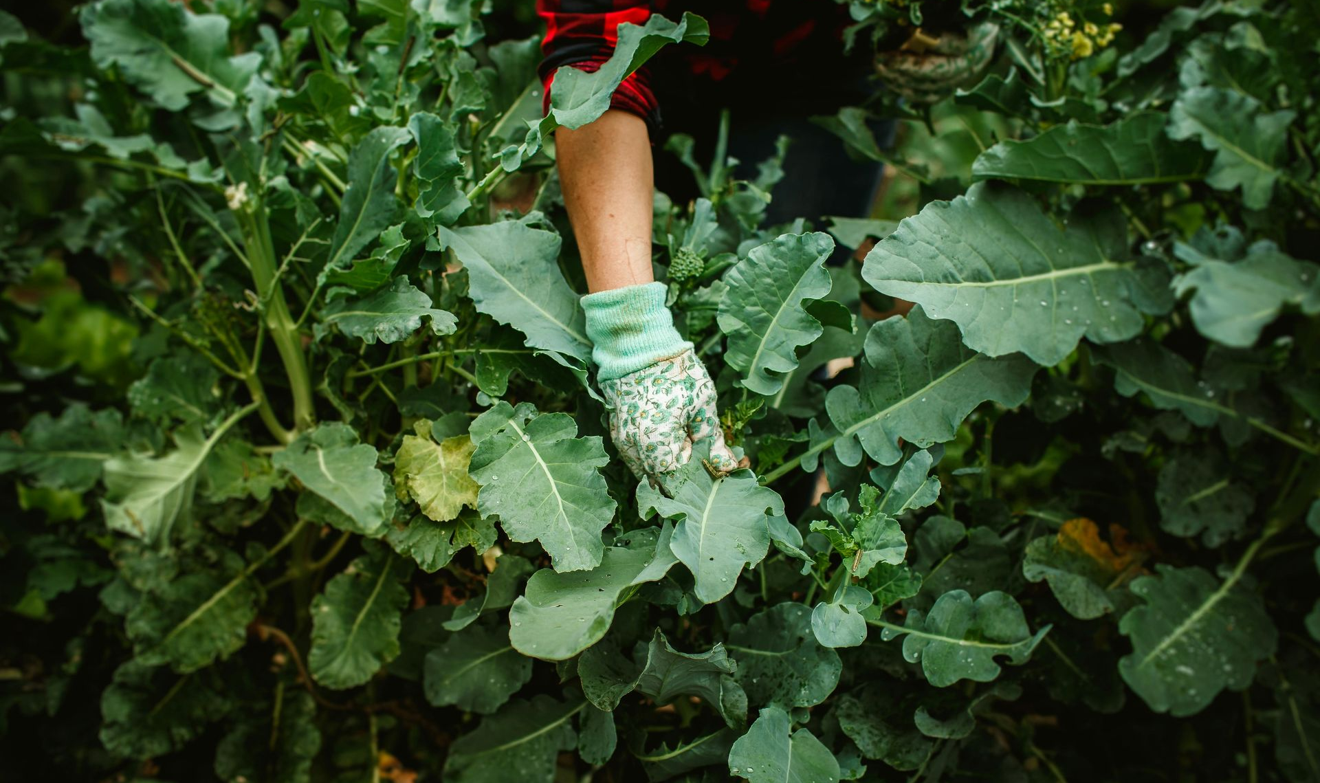 broccoli growing