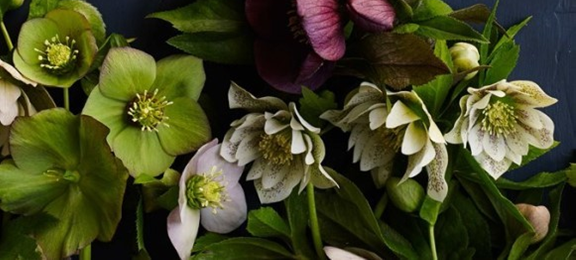 Hellebore flowers