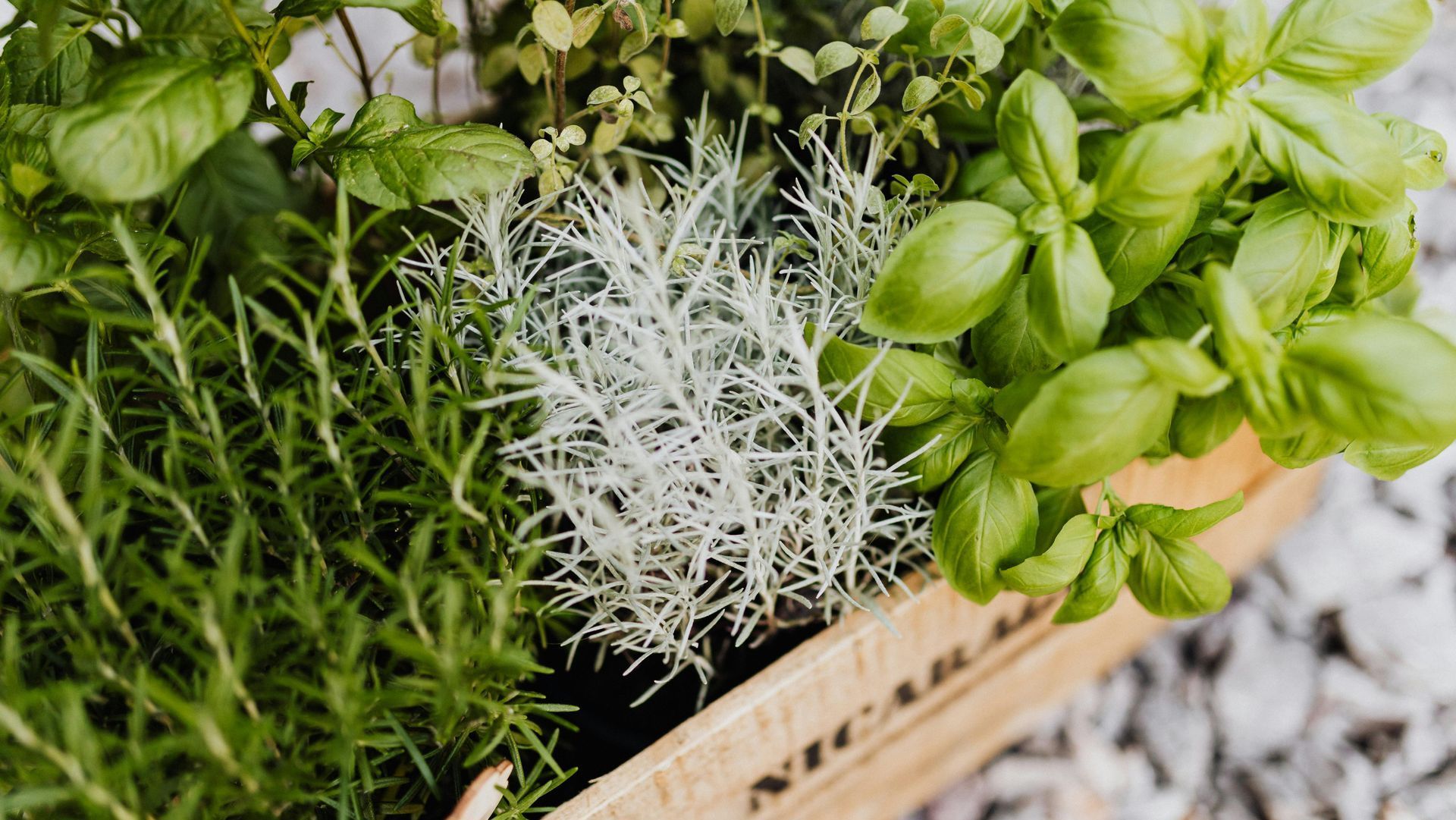 herbs in a box