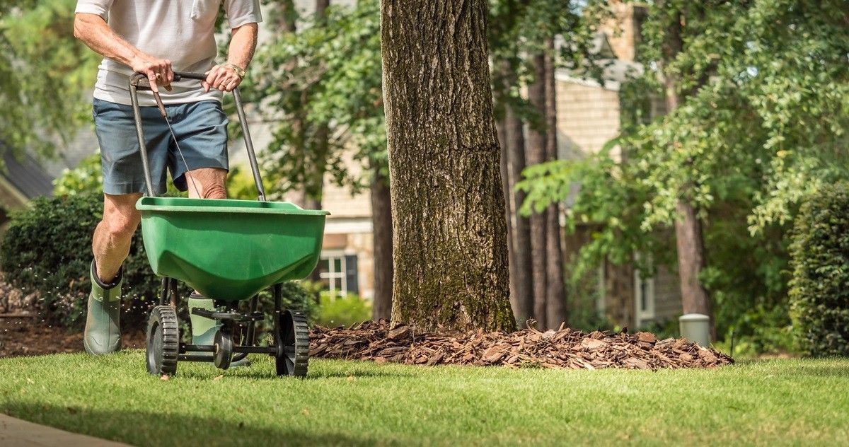 sowing lawn seeds