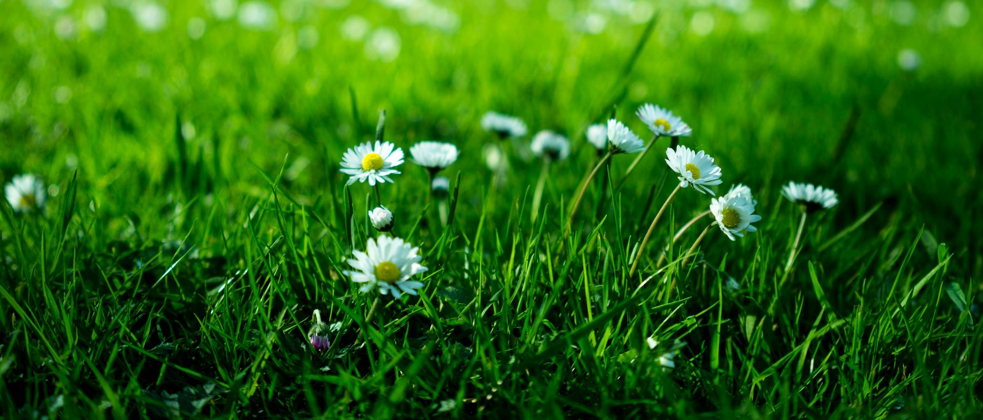 daisies in green lawn