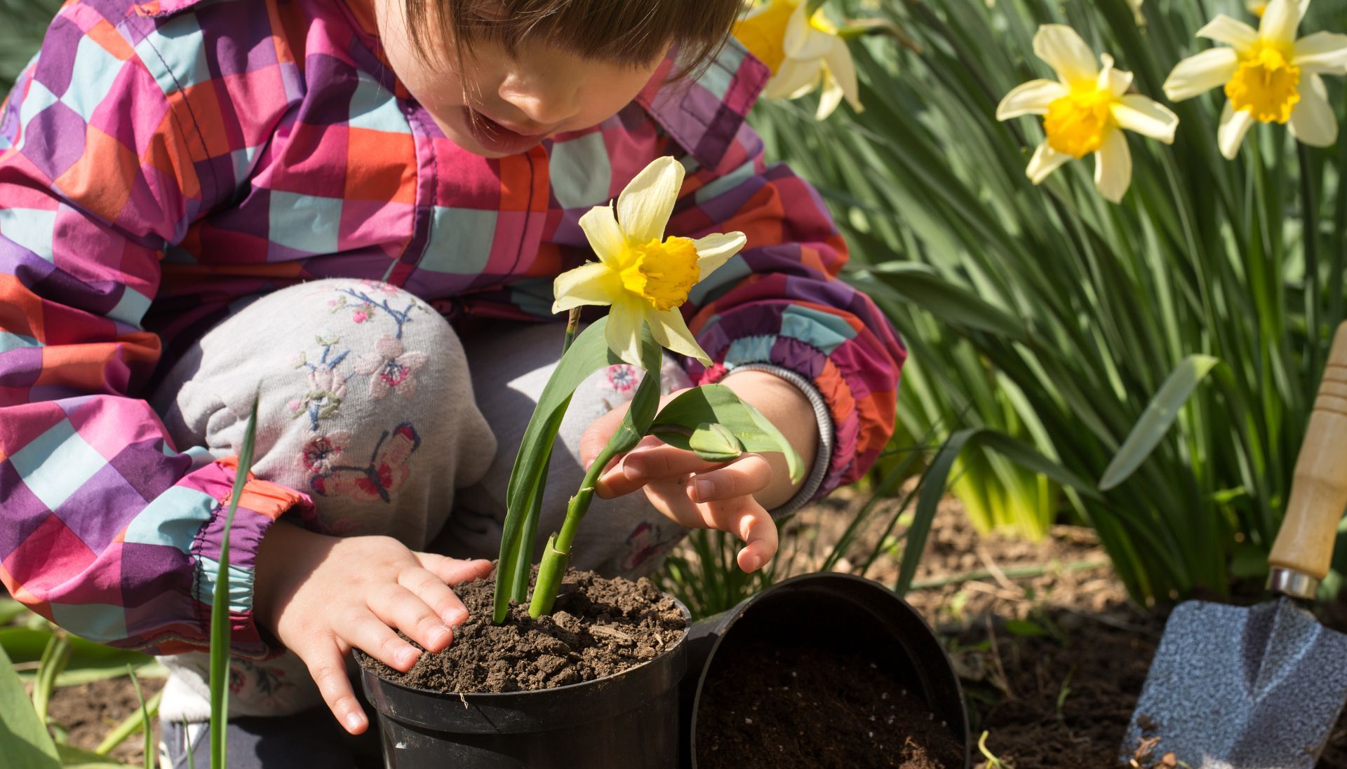little girl planting daffodils garden tools