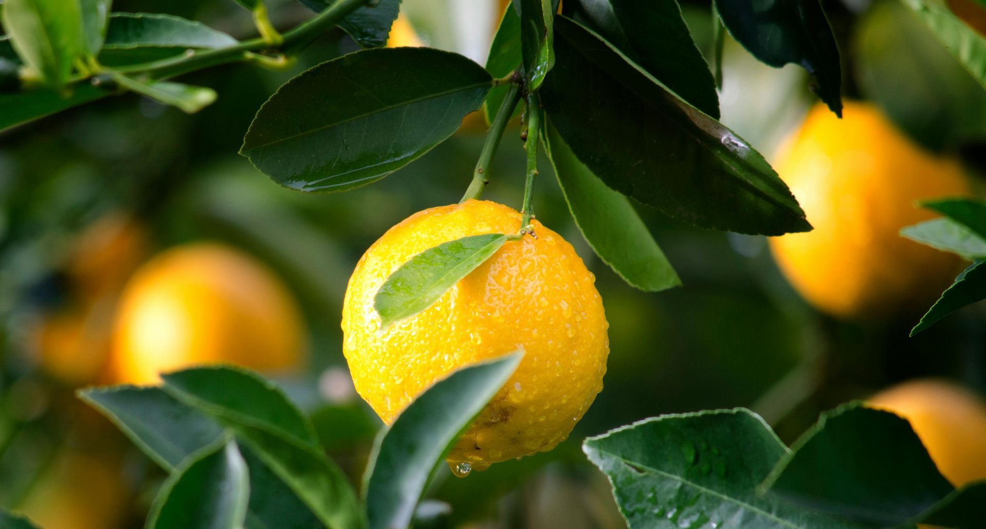 orange tree