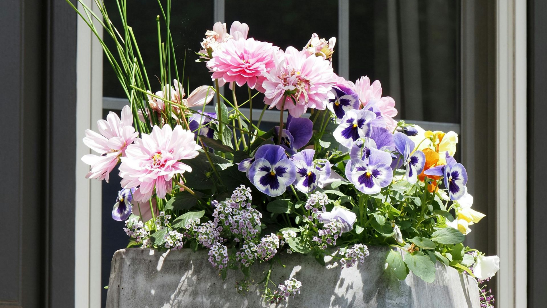 summer flowers in a pot window behind