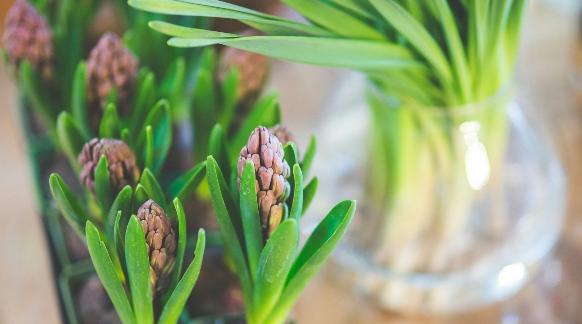 hyacinths in vase