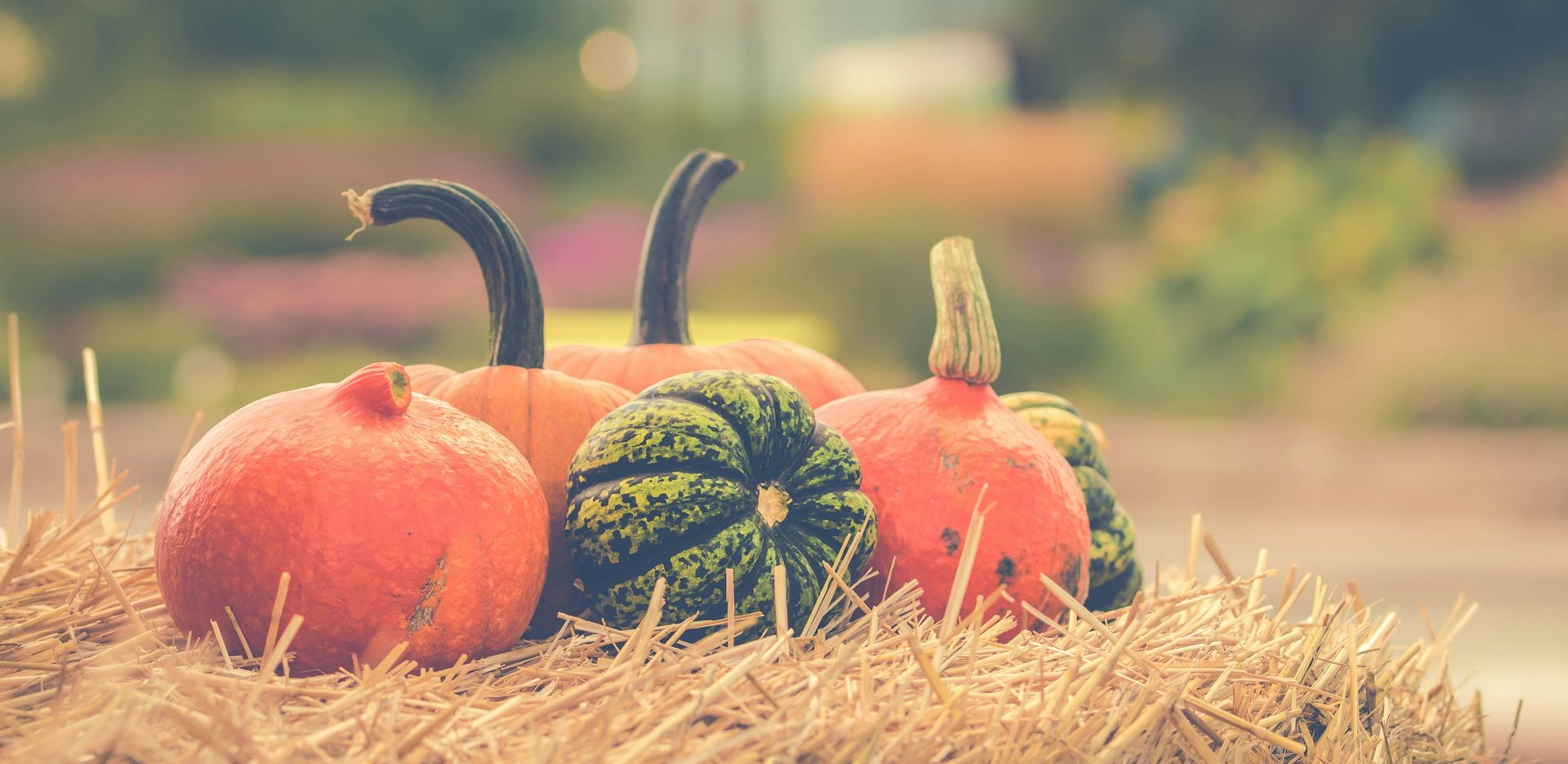 pumpkins on straw