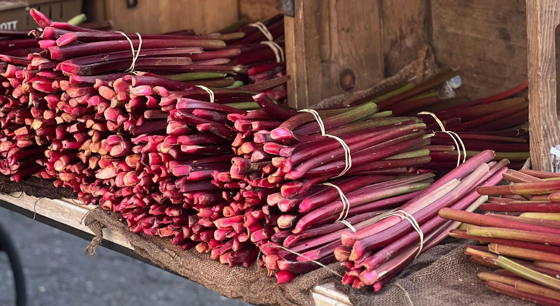rhubarb harvested