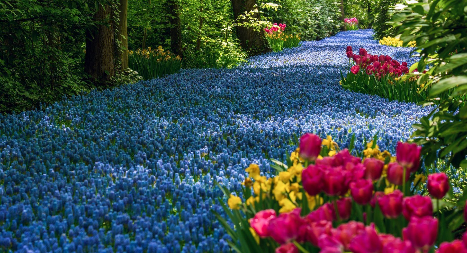 spring flower garden