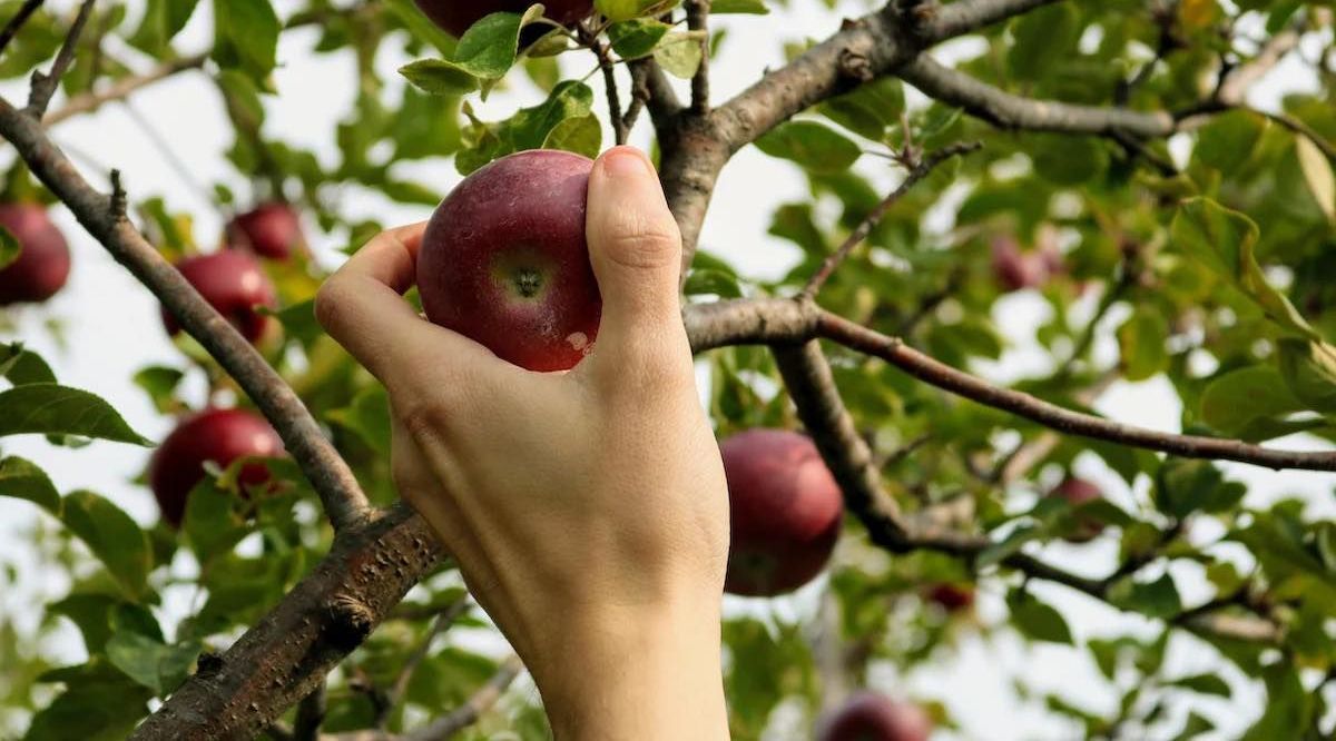 picking red apple tree