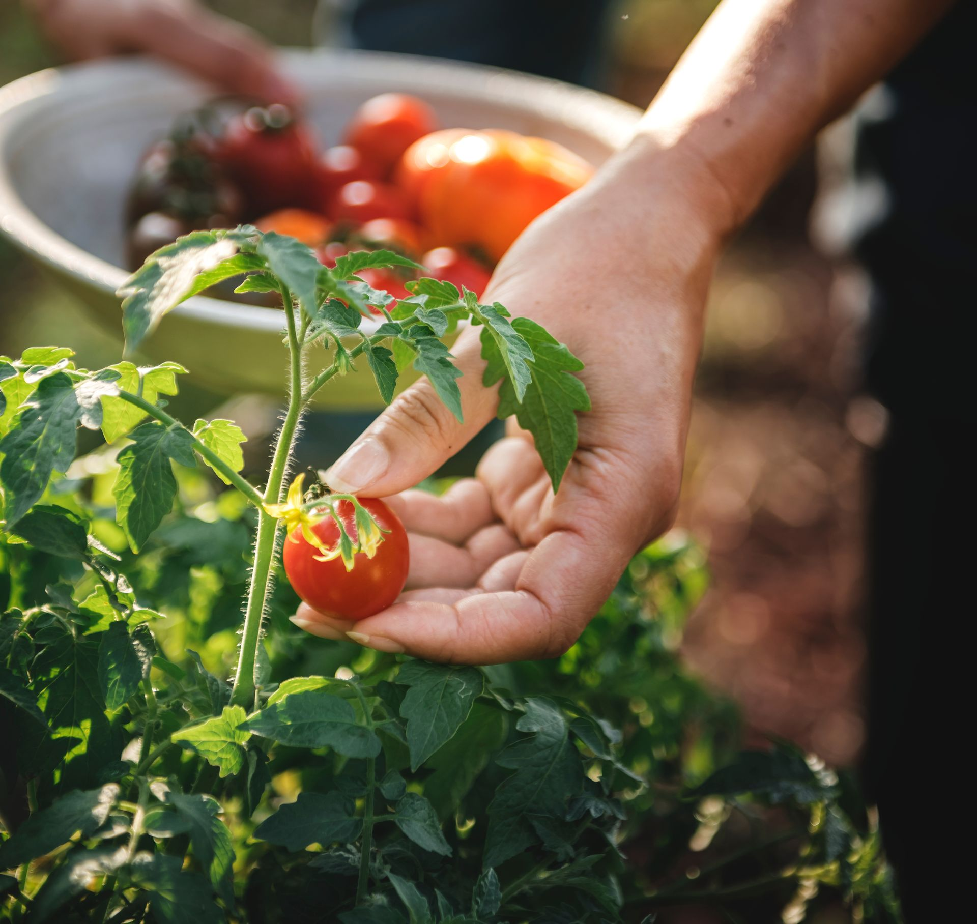 picking cherry tomatoes